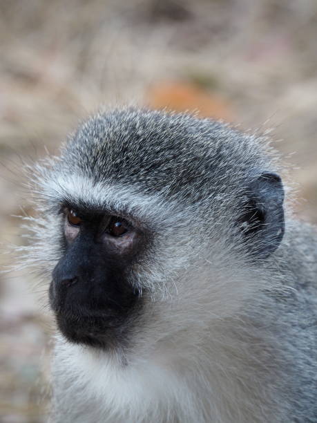 istock Vervet monkey portrait 1217725791