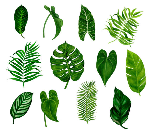 istock Watercolor tropical floral illustration. Set with green leaves. 1217726484