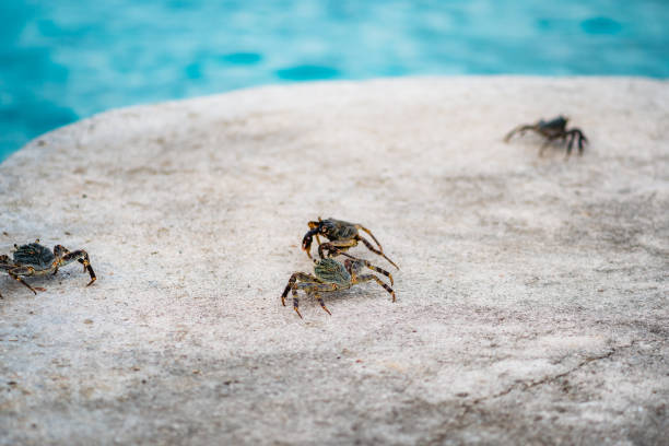 Swift-footed Rock Crabs in a rock crevice.