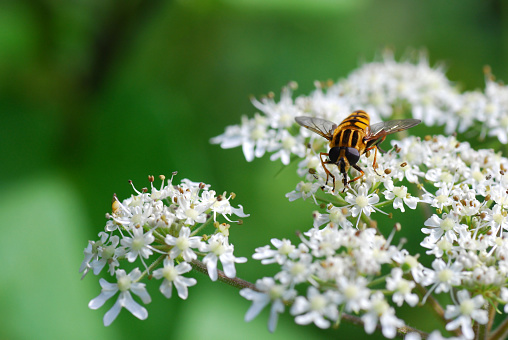 Single hoverfly resting on top of a blooming cow parsley.