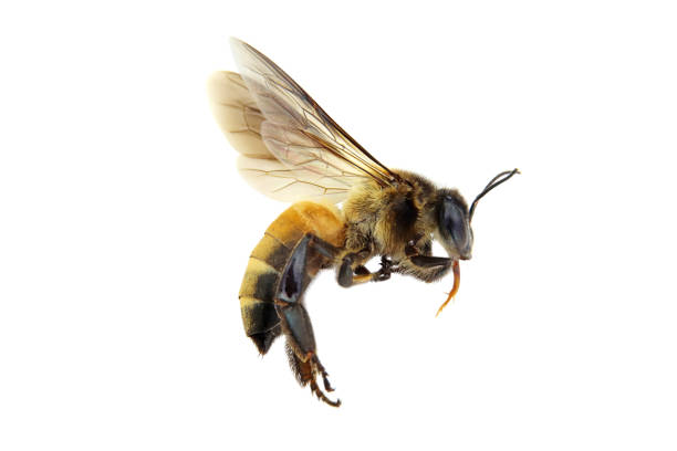 istock Golden honeybee or bee 1217727809