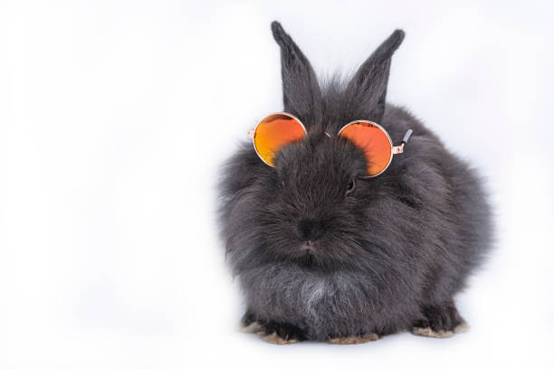 istock Adorable big darkness bunny with orange sunglasses on isolate white background 1217728029