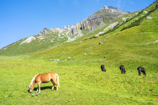 istock Wild horses on the meadow 1217728746
