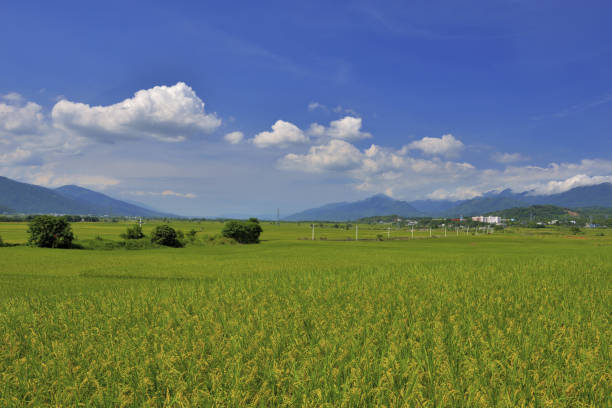 istock Fuli Rice field Taiwan 1217728858