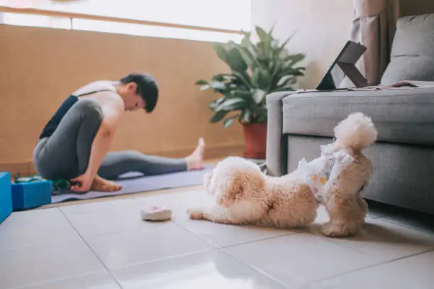 Photo of an asian mid adult woman workout yoga at home balcony during the restricted movement order in malaysia with her toy poodle pet animal following her exercise