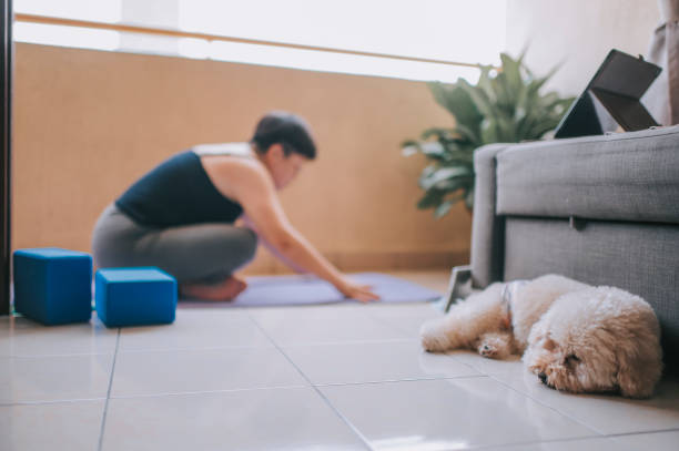 un yoga asiatique d’entraînement de femme adulte moyen au balcon à la maison pendant l’ordre restreint de mouvement en malaisie avec son animal de compagnie de caniche de jouet - animal cute exhaustion technology photos et images de collection