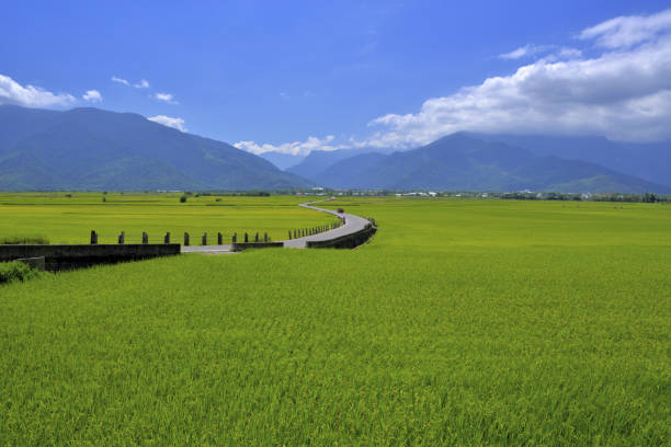 istock MrBrown Avenue Taiwan 1217731490