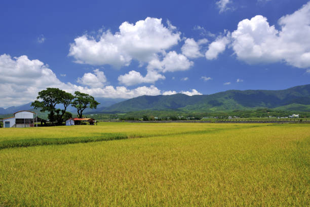 istock MrBrown Avenue Taiwan 1217732402