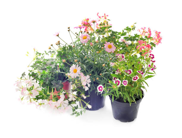 istock French marigold,Tagetes patula 1217732405