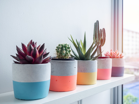 Cactus pot. Concrete pot. Close-up colorful round concrete planters with cactus and succulent plants on white wooden shelf near glass window.