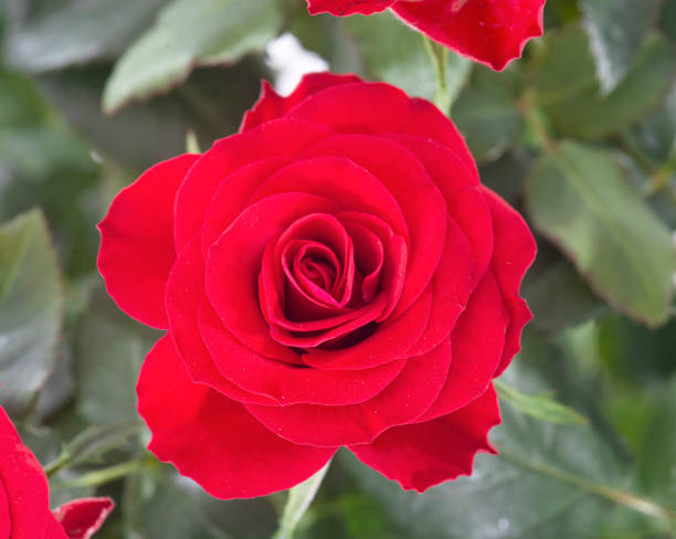 istock close up of a rose tree 1217732688