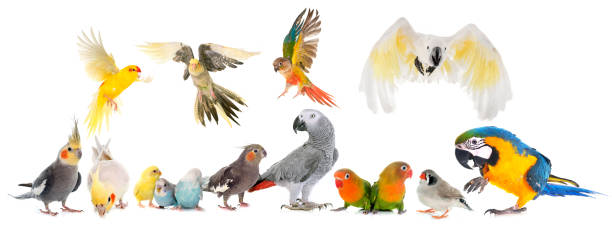 group of birds common pet parakeet, African Grey Parrot, lovebirds, Zebra finch and Cockatielin front of white background lory photos stock pictures, royalty-free photos & images