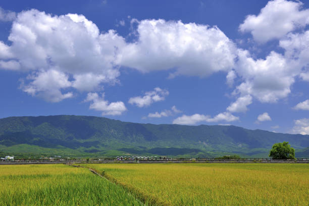 istock MrBrown Avenue Taiwan 1217732876