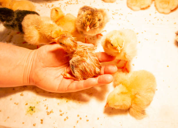 un pollo recién nacido, un pollo recién eclosionado, un pollo crudo yace en la palma de la mano. - young bird sleeping fluffy baby chicken fotografías e imágenes de stock