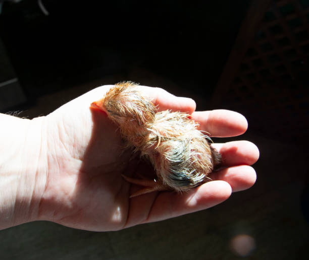 un pollo recién nacido, un pollo recién eclosionado, un pollo crudo yace en la palma de la mano. - young bird sleeping fluffy baby chicken fotografías e imágenes de stock