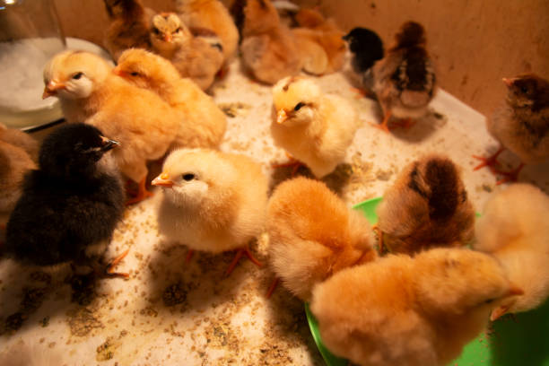 istock Fluffy one-day chickens rest in a box under a lamp 1217734019