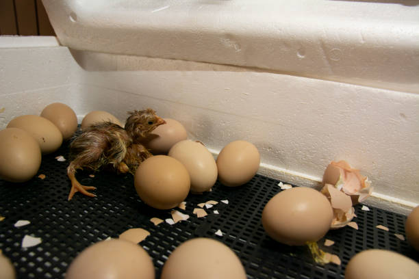 los pollos eclosionaron en una incubadora. foto de una incubadora con huevos y un pollo recién nacido. - young bird sleeping fluffy baby chicken fotografías e imágenes de stock