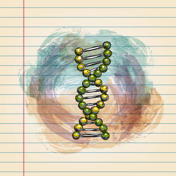 DNA Structure Drawing on Ruled Paper Drawing of DNA Structure in watercolour style on ruled paper. Elements are grouped.contains eps10 and high resolution jpeg. ruled stock illustrations