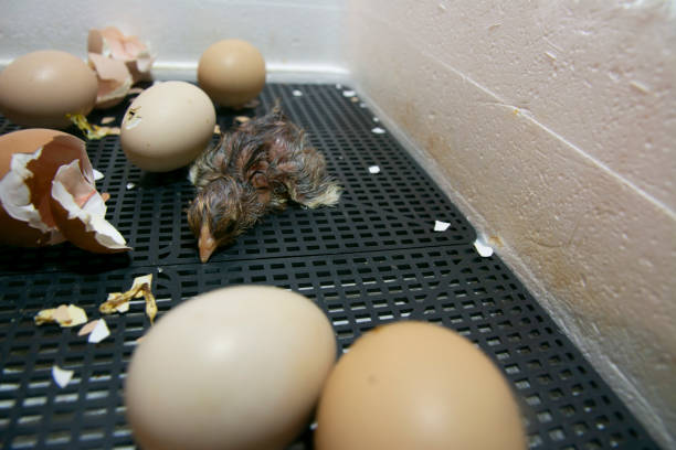 los pollos eclosionaron en una incubadora. foto de una incubadora con huevos y un pollo recién nacido. - young bird sleeping fluffy baby chicken fotografías e imágenes de stock