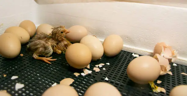 Chickens hatched in an incubator. Photo of an incubator with eggs and a newborn chicken.