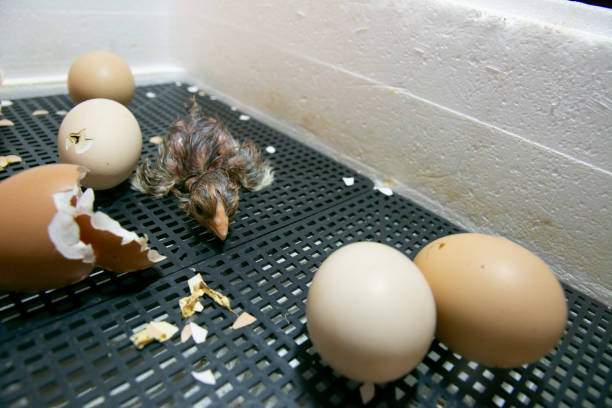 los pollos eclosionaron en una incubadora. foto de una incubadora con huevos y un pollo recién nacido. - young bird sleeping fluffy baby chicken fotografías e imágenes de stock