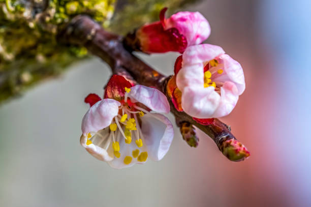 istock Fresh fruit blossom bud in the spring season 1217735368