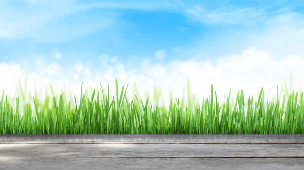 istock Abstract summer grass field and sky wide backdrop 1217735661