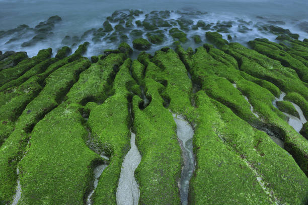 istock LaoMei Green Reef Taiwan 1217738231
