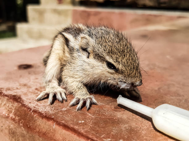 istock How to care for a baby squirrel. 1217738388