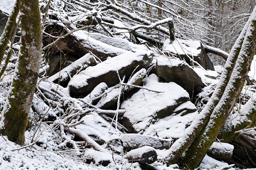 Old forest after rockfall followed by snowfall in late winter or early spring near City of Bergen on the west coast of Norway.