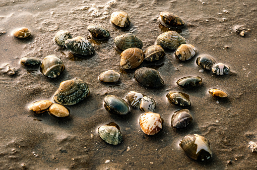 different shells on the beach as a background