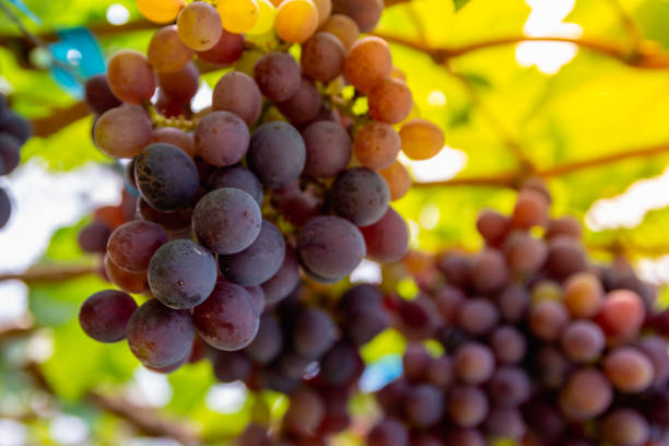 istock Bunches of organic wine grapes at grape tree in vineyard. 1217740622