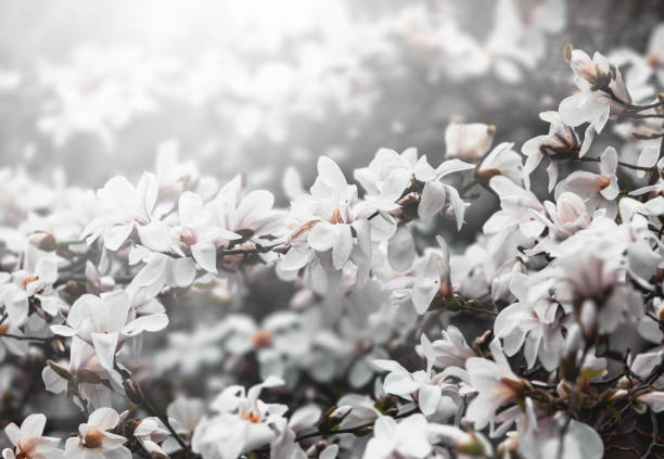 magnolia tree blossom. - plant white magnolia tulip tree imagens e fotografias de stock