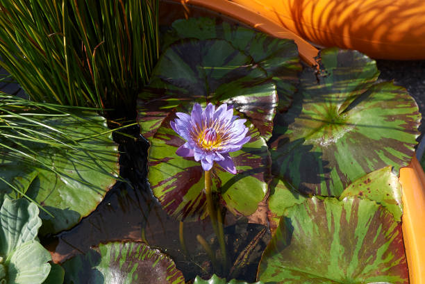 Nymphaea nouchali Nymphaea nouchali close up nymphaea stellata stock pictures, royalty-free photos & images
