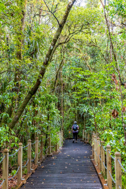 istock Forest at Kauri reserve in New Zealand. 1217743627