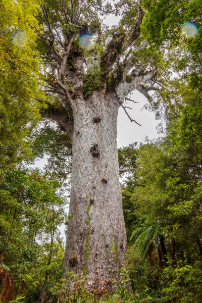 istock Kauri protected tree in New Zealand 1217743647