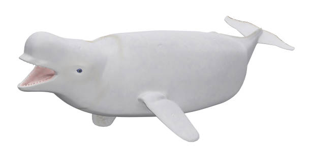 istock Female Beluga whale isolated on white background 1217744303