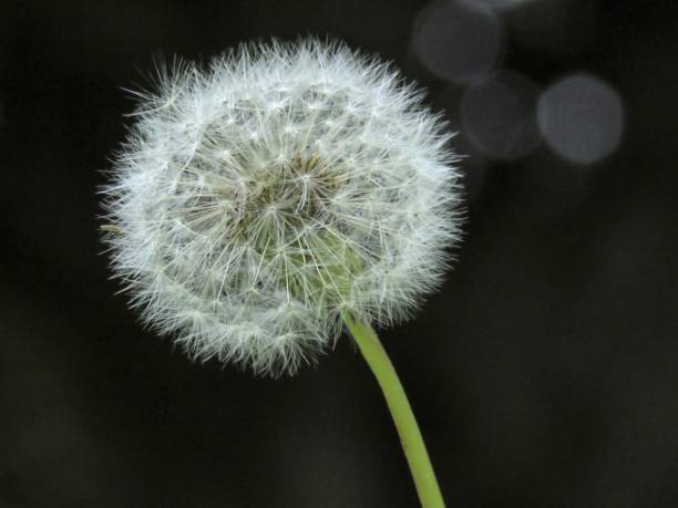 istock Close up of the Dandelion 1217744306