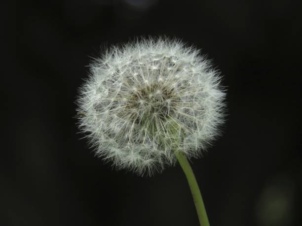 istock Close up of the Dandelion 1217744308