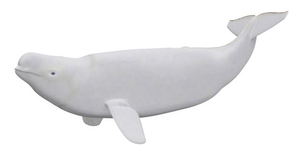 männlicher belugawal isoliert auf weißem hintergrund - beluga whale stock-fotos und bilder