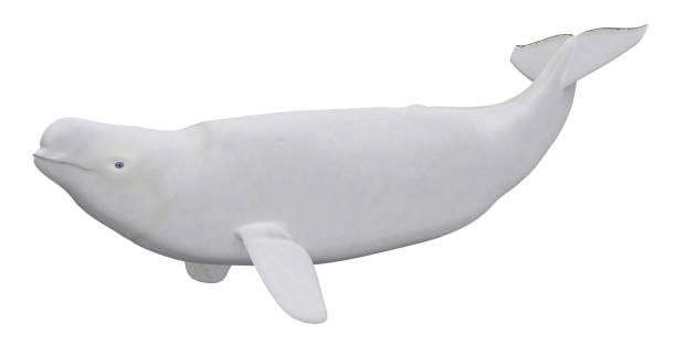 Male Beluga whale isolated on white background