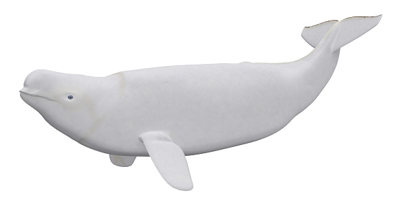 Computer generated 3D illustration with a male Beluga whale isolated on white background