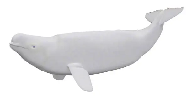 Computer generated 3D illustration with a male Beluga whale isolated on white background