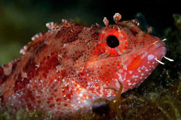 redfish sea fish scorpionfish ocean perch stock pictures, royalty-free photos & images