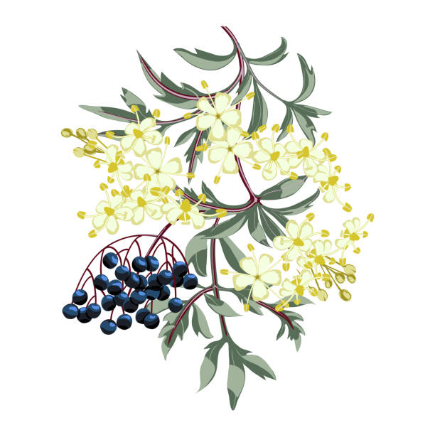 ilustrações de stock, clip art, desenhos animados e ícones de black elderberry branch with berries and leaves. elder flower blossom. - elderberry