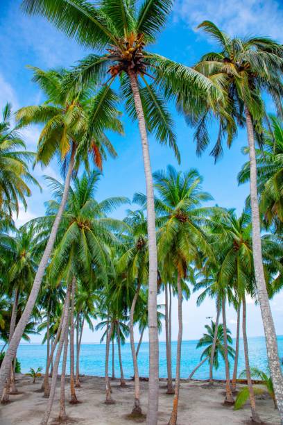 istock Palm, Water and Beach View on Maldive Coast 1217746915