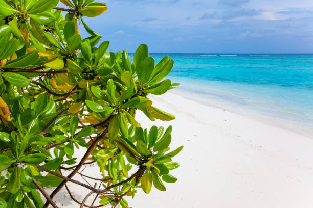 istock Green Foliage, Water and Beach View on Maldive Coast 1217747199