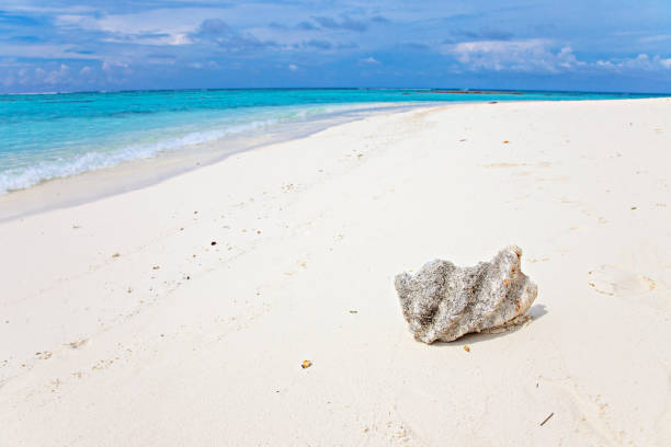 istock Turquoise blue sea water shore and white shell 1217747218
