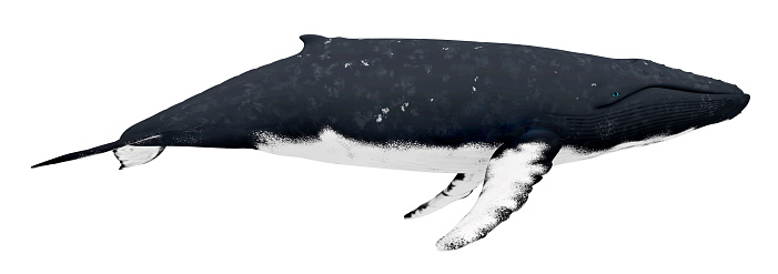 Computer generated 3D illustration with a humpback whale isolated on white background