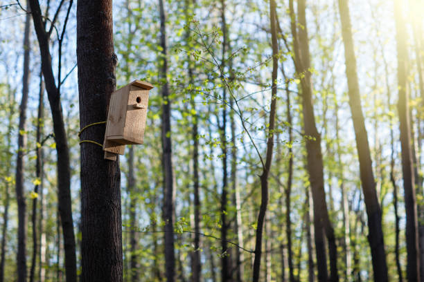 istock Wooden birdhouse on a tree in the park. 1217747377
